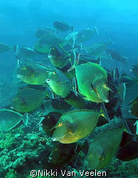 Unicorn surgeonfish taken at Yolande reef with Olympus SP... by Nikki Van Veelen 